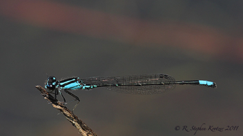 Enallagma geminatum, male